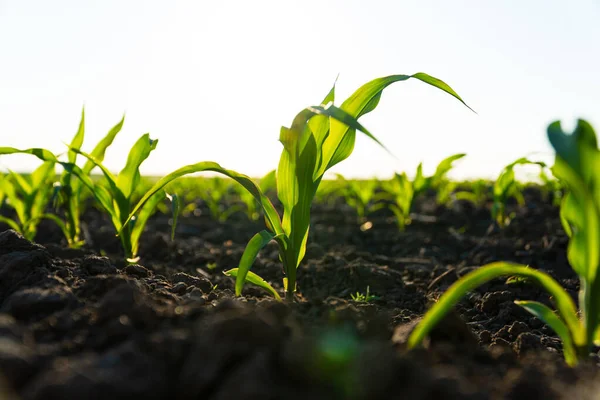 在空旷的田野里 特写了第一批玉米芽 农业植物 玉米植物向太阳伸展 农业景观 软焦点 — 图库照片