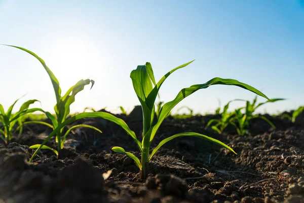 Yazın tarlada taze yeşil mısır bitkileri. Aktif büyüme döneminde genç mısır ekinleri. Genç mısır bitkilerinin sıraları. Açık arazide tarım ürünleri.
