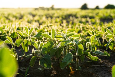Genç soya bitkileri tarlada yetişiyor, yumuşak odaklı..