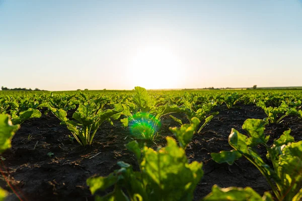 stock image Fresh green sugar beet plants on the field in summer. Rows of sugar beet plants on an agricultural plantation. Selective focus.