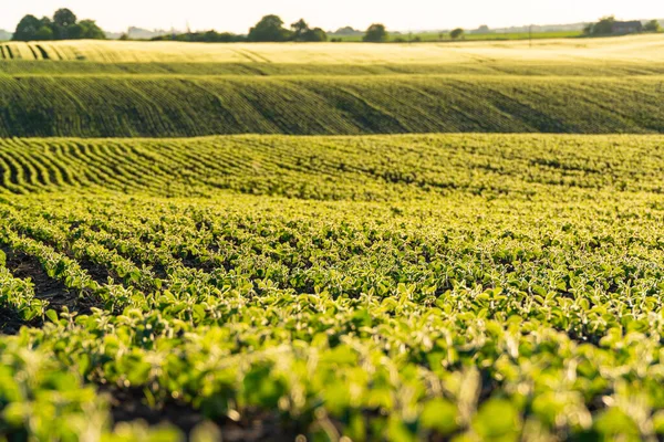 Young Soybean Plants Growing Cultivated Field Sunset Sun Soft Focus — Stock Photo, Image