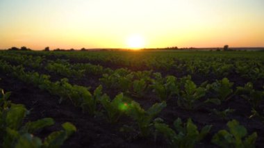 Gün batımında pancar tarlasını açın. Yaz sezonunun başında şeker pancarı tarlaları. Tarım bitkileri. Tarım arazisi.