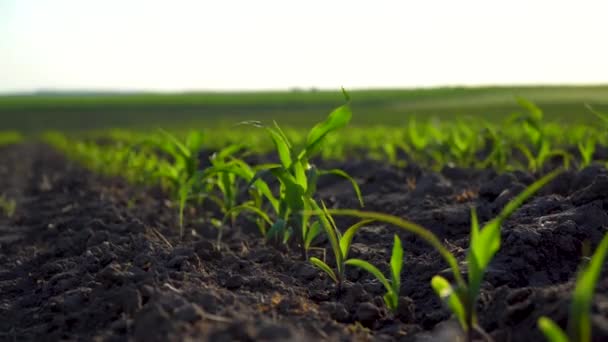 Pequenas Plantas Milho Que Crescem Linha Campo Cultivado Broto Milho — Vídeo de Stock
