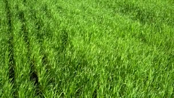 Zelené Mladé Výhonky Pšenice Ječmene Krásné Rovnoměrné Řádky Pšenice — Stock video