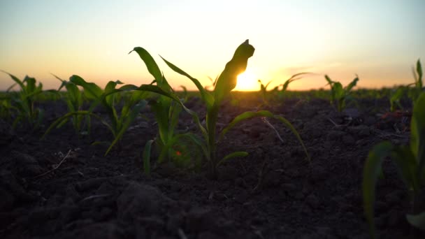Jovens Plantas Milho Cornfield Com Pôr Sol Campos Milho Fase — Vídeo de Stock