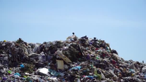 带着垃圾的土地乌鸦在垃圾堆上飞翔 环境问题 — 图库视频影像