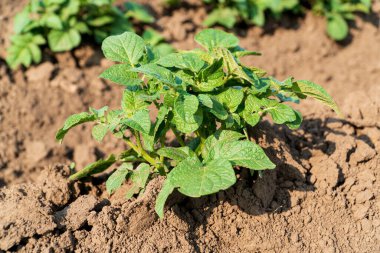 Yeşil patates fabrikasını kapatın. Patates yetiştiriyorum. Tarım sektörü. Tarım sahnesi. Yumuşak odak.