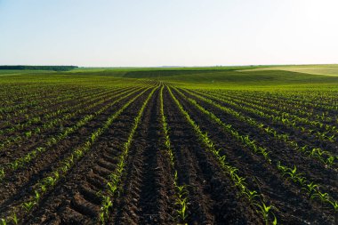 Gün batımında açık mısır tarlası. Yaz mevsiminin başlarında mısır tarlaları.