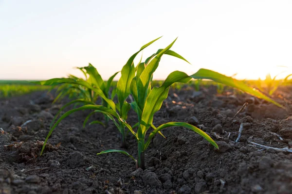 Закрыть Зеленые Молодые Кукурузные Растения Кукурузное Поле Закатом Солнца — стоковое фото