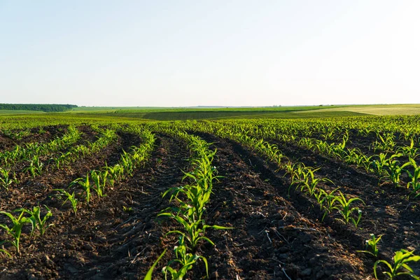 stock image Rows of young corn shoots on a cornfield. Landscape view of a young corn field.