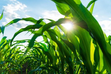 Mısır tarlaları ayrıntılarıyla. Yeşil mısır yaprakları. Büyüyen güzel bir bitki arka planı. Yumuşak odak.