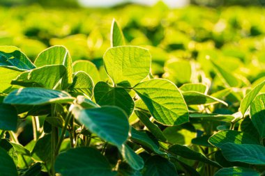 Yeşil taze soya. Arka planda kalan taze soya fasulyesi. Soya yaprakları.