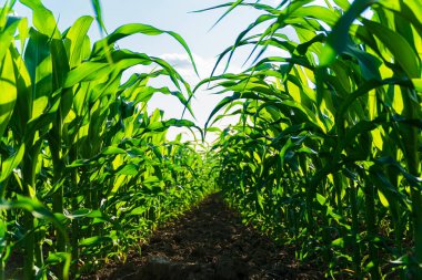Taze mısır tarlası olan kırsal alan. Sıra sıra mısır bitkileri. Açık arazide bitkiler.