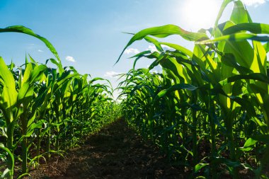 Tarlada sıra sıra büyüyen mısır bitkileri. Güneşli bir günde tarım mısır tarlası. Aşağıdan bak. Tarım.
