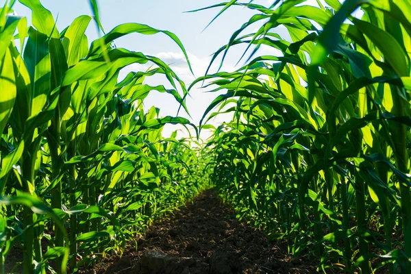 stock image Rural landscape with fresh corn field. Rows of corn plants. Plants in the open field.