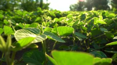 Güneşli bir günde tarımsal soya çiftliği. Soya tarımı. Seçici odak.