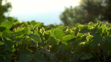 Tarlada sıra sıra yetişen soya fasulyesi bitkileri. Tarım tarlalarındaki yeşil fasulye ekinleri.