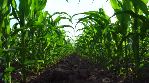 Kukoricaföld Kék Égbolttal Biokukorica Vagy Kukorica Kukoricaföldön Kukoricát Termesztek Felvétel — Stock videók