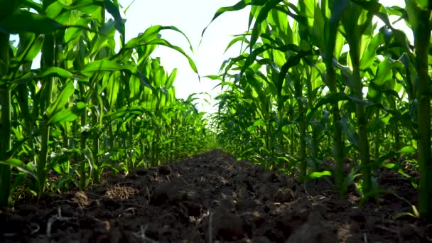 Plantas Milho Crescendo Linha Campo Cultivado Plantação Milho Agrícola Dia — Vídeo de Stock