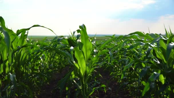 未成熟的绿色玉米 夏天田里新鲜的绿色玉米 — 图库视频影像