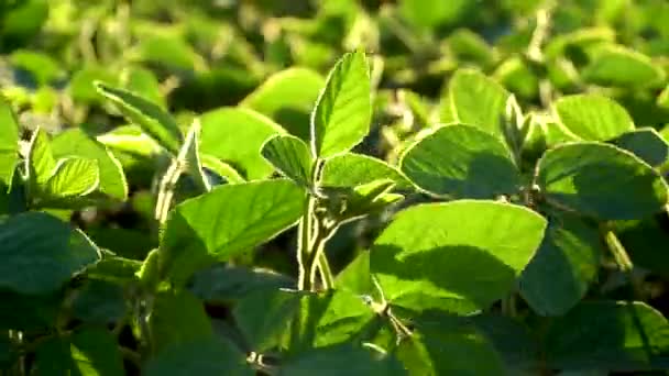 Зеленые Соевые Растения Крупным Планом Листья Сои Колеблются Ветру Сельскохозяйственная — стоковое видео