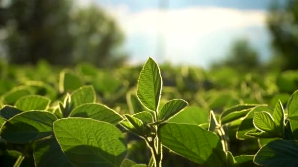 Green Young Soy Backlit Young Soybean Soy Leaves Video — Stock Video