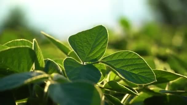Gros Plan Sur Soja Vert Immature Plantes Fraîches Soja Vert — Video