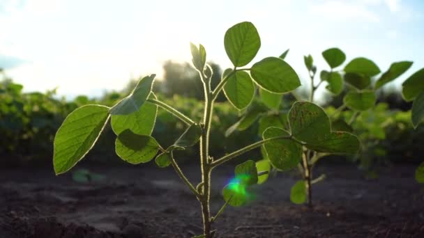 Plantes Soja Vert Dans Les Champs Agricoles Paysage Magnifique Coucher — Video