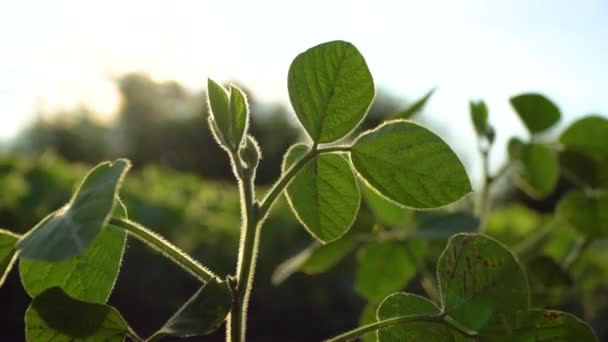 Zielona Soja Roślin Zbliżenie Uprawa Soi Plantacji — Wideo stockowe