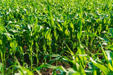 Aktif büyüme döneminde mısır ekinleri. Mısır teması.