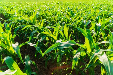 Topraktan büyüyen yeşil mısır bitkileri. Yeşil mısır yaprakları.