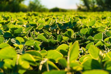 Soya fasulyesi endüstriyel ölçekte soya fasulyesi yetiştiriyor. Soya teması.