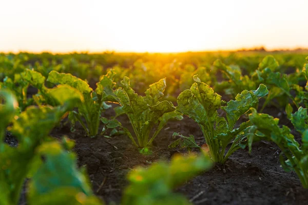 stock image Sugar beet crops during the period of active growth. Sugar beet growing in the field.