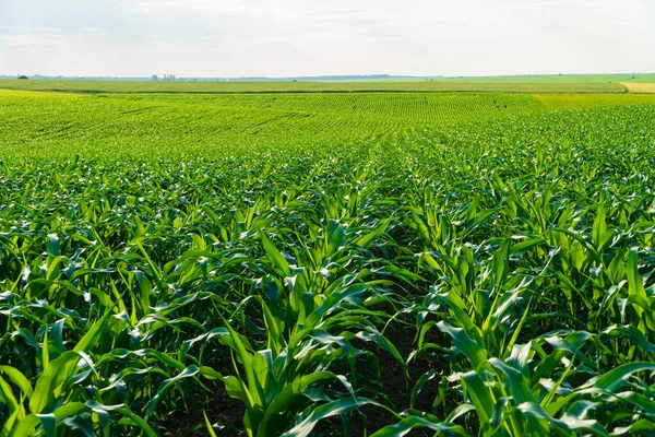 Genç bir mısır tarlasının manzarası. Sebze yetiştiriyorum.