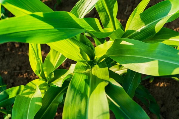 Nahaufnahme Von Grünem Jungen Mais Frischer Grüner Mais Grüne Maisblätter — Stockfoto
