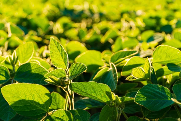 Topraktan büyüyen taze soya bitkileri. Yeşil soya yaprakları.