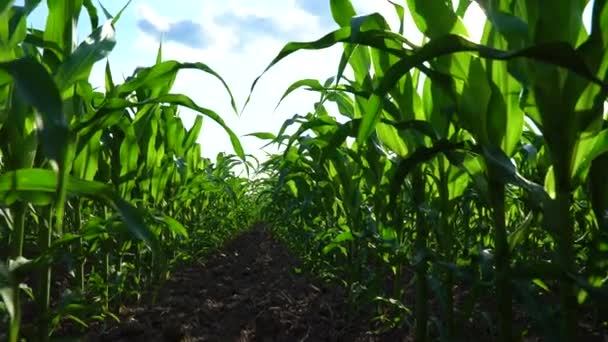 Auf Einem Feld Schwarzer Erde Wächst Junger Grüner Mais Mais — Stockvideo