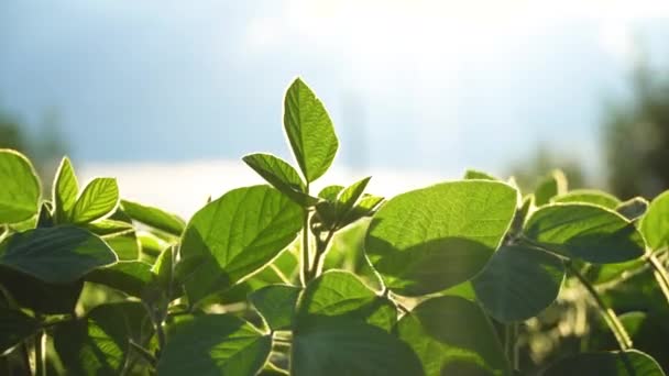 Cultivos Soja Durante Período Crecimiento Activo Soja Creciendo Campo Soja — Vídeo de stock