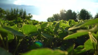 Genç soya tarlası. Soya fasulyesi tarımı doğa tarlası. Büyüyen soya.