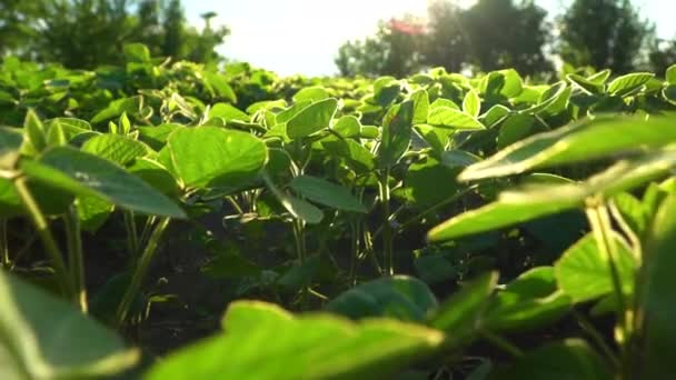 Plantation Soja Ferme Plants Soja Concept Agriculture Agriculture Alimentaire — Video