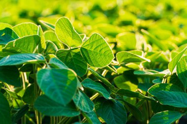 Soya fasulyesi çiftliği. Soya bitkisi çiftliği. Tarım konsepti. Gıda tarımı.