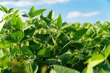 Soya fasulyesi kabukları, yaklaşın. Güneşli tarlada soya fasulyesi. Büyüyen soya fasulyesi. Tarım Mevsimi.