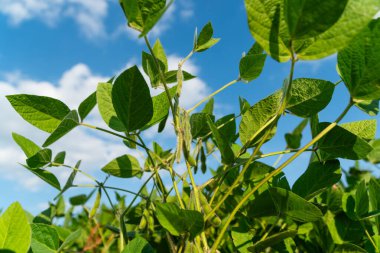Soya fasulyesi kabukları, mavi gökyüzü arkaplanını kapatın. Yeşil olgunlaşmamış soya fasulyesi..