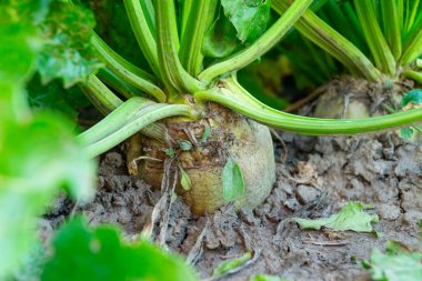 Şeker pancarları kapanıyor. Şeker pancarının olgunlaşması. Tarlada büyüyen şeker pancarlarının güzel manzarası.
