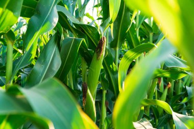 Mısırın olgunlaşması. Tarlada yetişen mısırın güzel manzarası.
