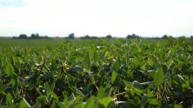 Tarım soya çiftliği. Açık fasulye tarlası. Büyüyen soya fasulyesi.