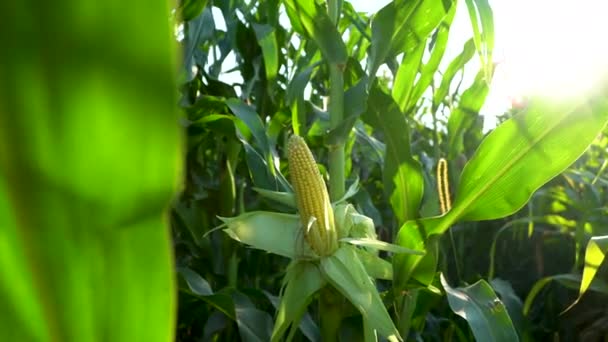 Кукурудзяна Крупа Органічному Кукурудзяному Полі Свіжа Кукурудза Стеблі Полі Вирощування — стокове відео