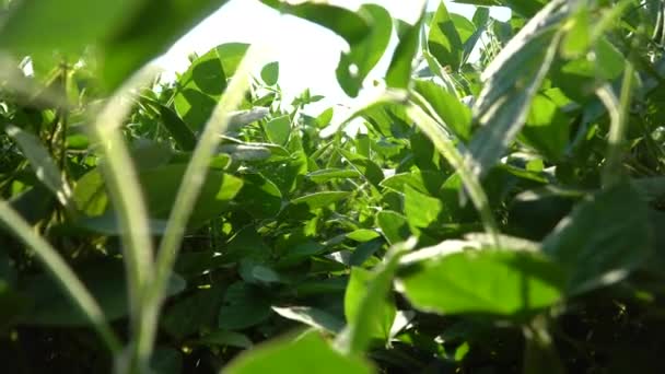 Plante Soja Dans Champ Ensoleillé Soja Vert Gros Plan Sur — Video