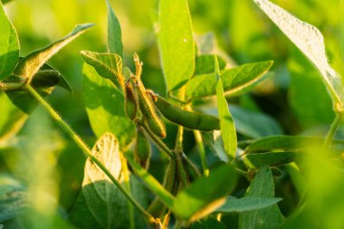 Gün batımında çok güzel soya fasulyesi. Soya fasulyesi toplama mevsimi. Organik soya tarlasında soya.