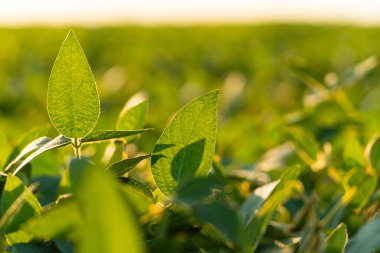 Gün batımında güzel soya fasulyesi yaprakları. Soya fasulyesi toplama mevsimi. Yumuşak odaklı soya fasulyesi yakın çekim.